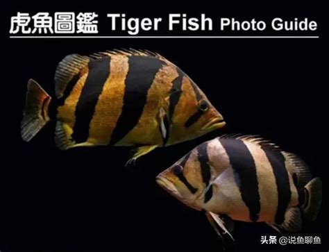 虎魚|5種國際承認的虎魚種類，虎魚圖鑑及分布